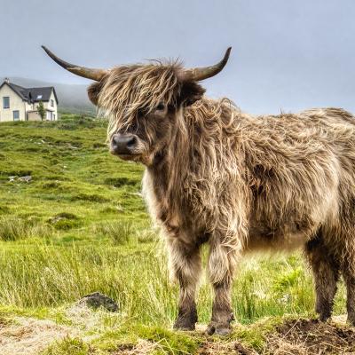 Highland Cow